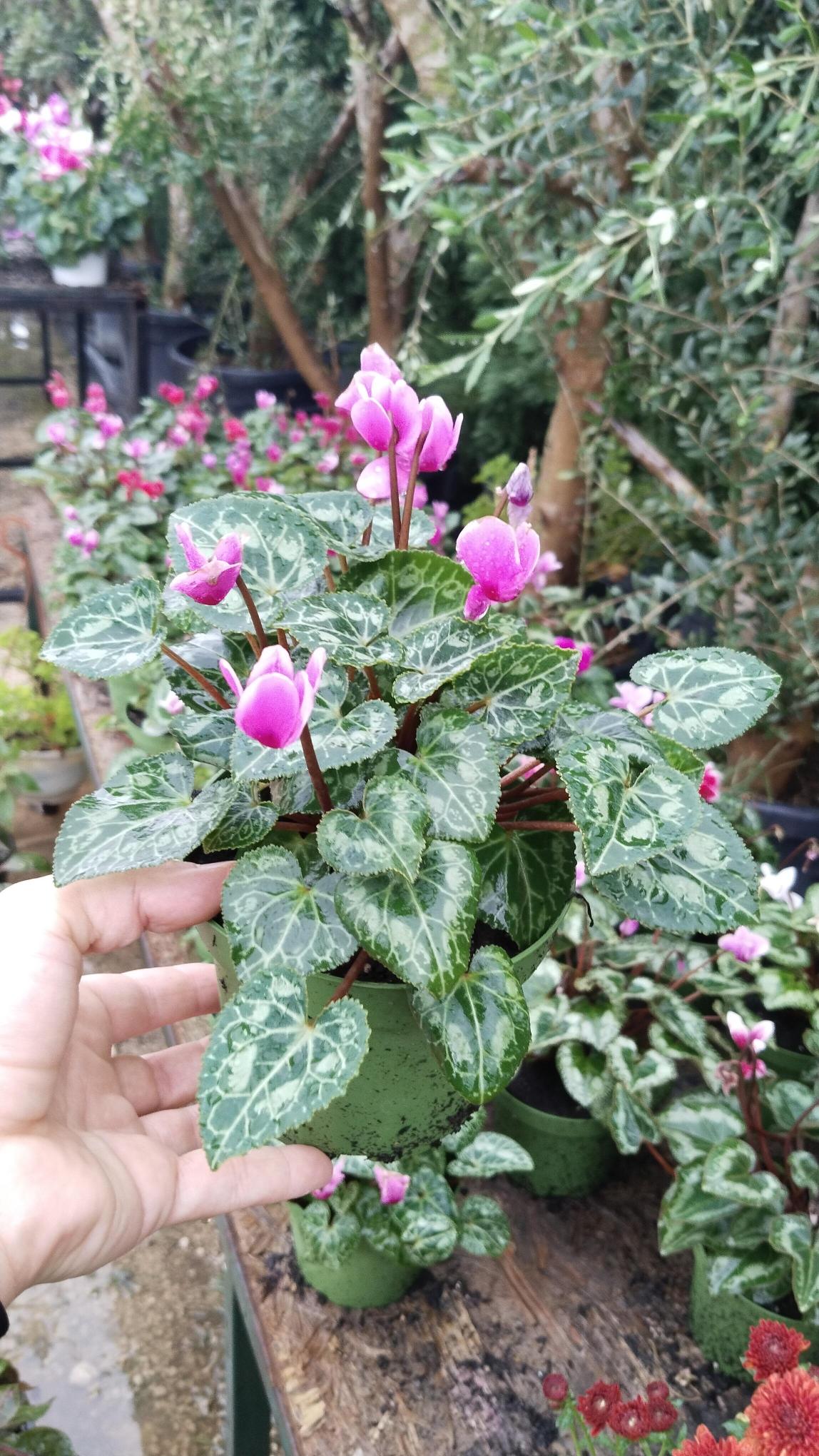 Sıklamen%20Çiçeği%20Saksıda%20-%20Cyclamen%20