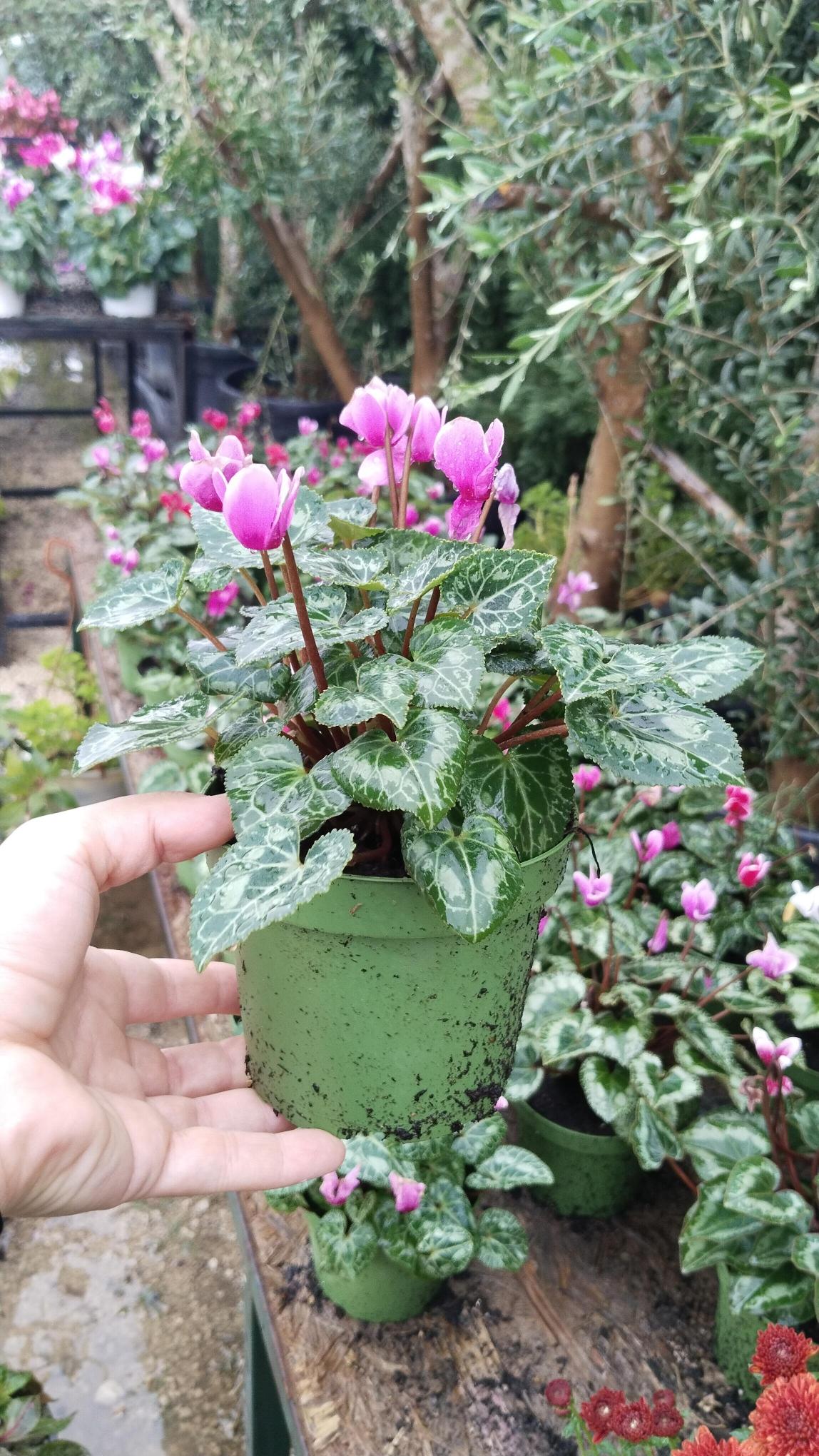 Sıklamen%20Çiçeği%20Saksıda%20-%20Cyclamen%20