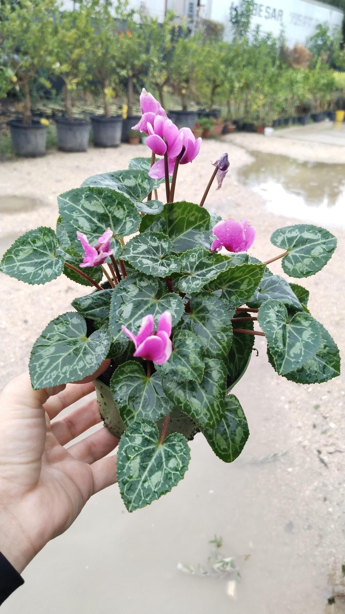 Sıklamen%20Çiçeği%20Saksıda%20-%20Cyclamen%20