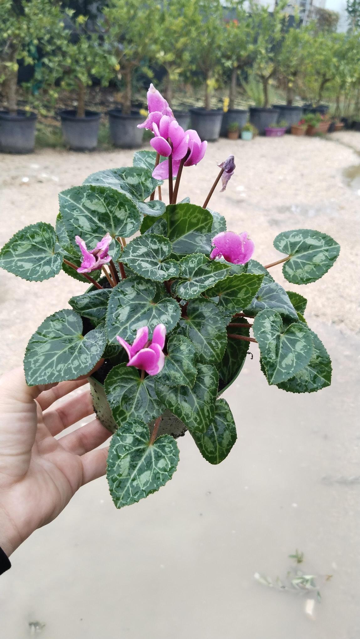 Sıklamen%20Çiçeği%20Saksıda%20-%20Cyclamen%20