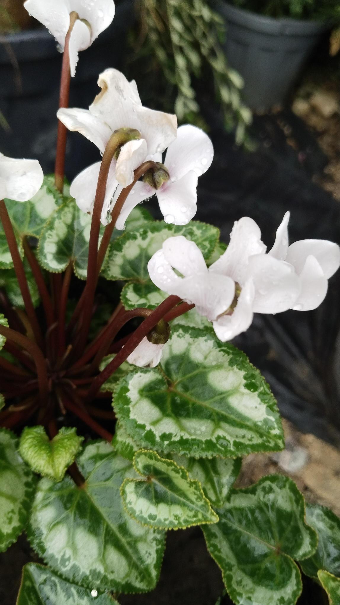 Sıklamen%20Çiçeği%20Saksıda%20-%20Cyclamen%20