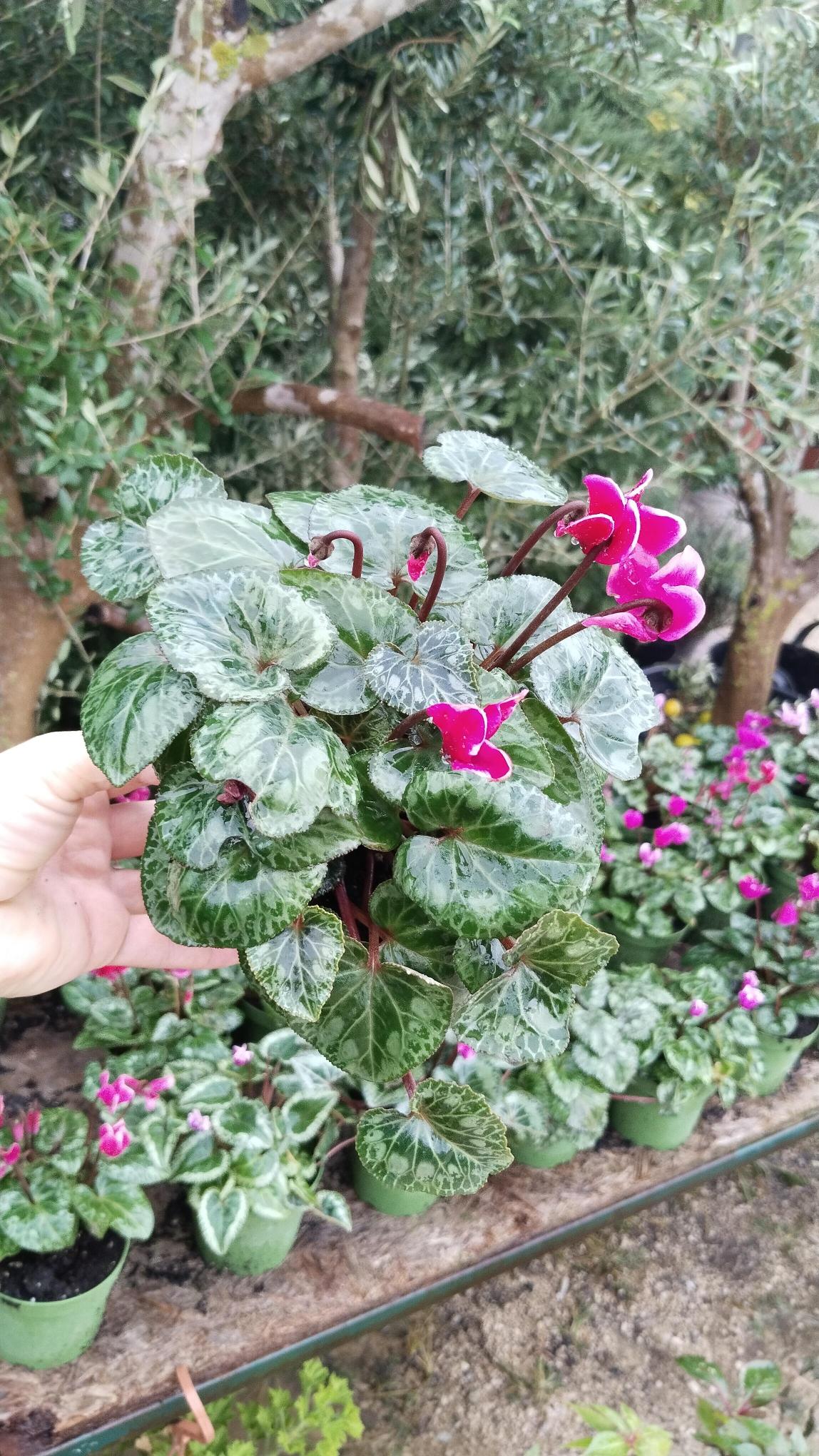 Sıklamen%20Çiçeği%20Saksıda%20-%20Cyclamen%20