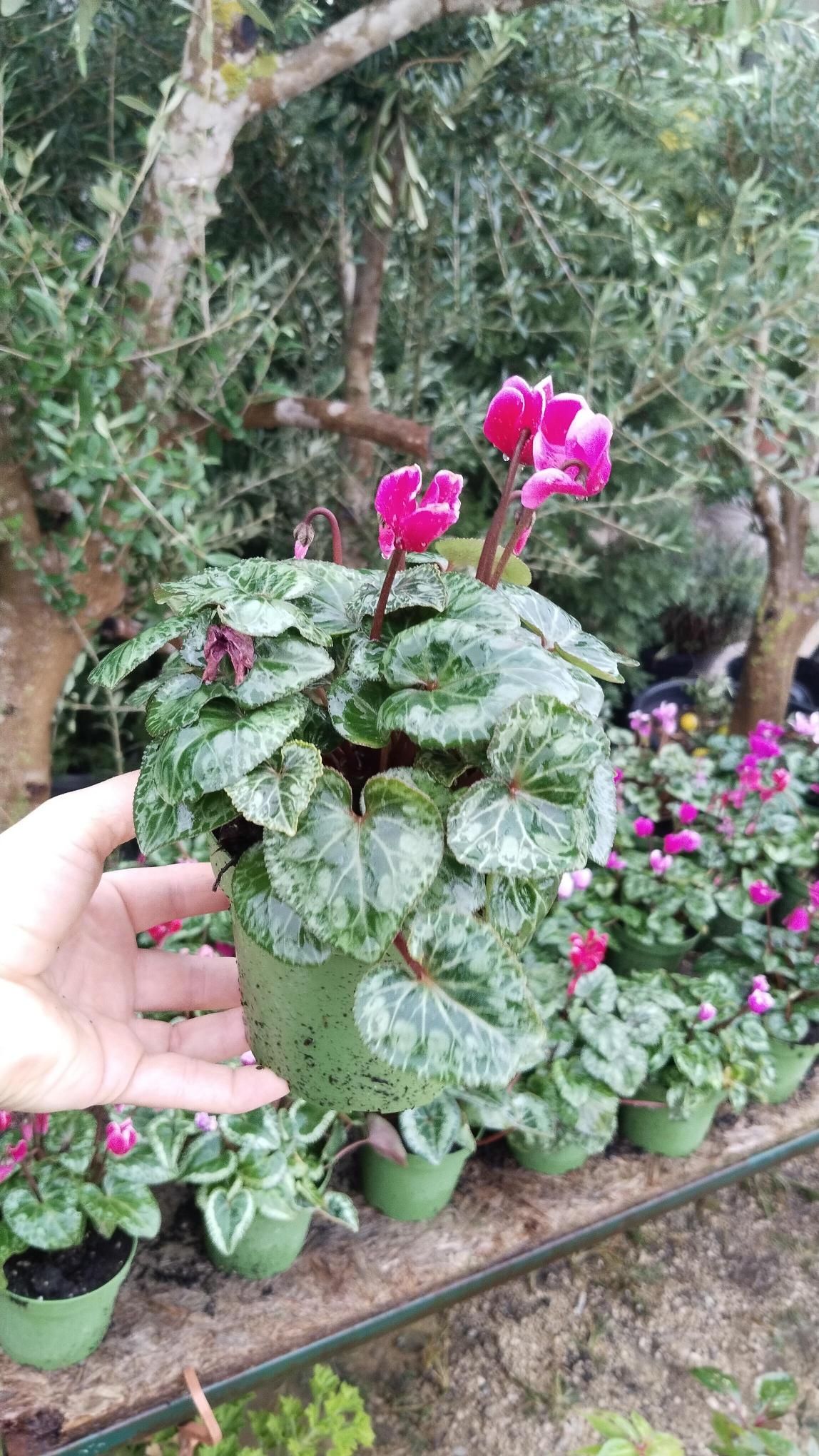 Sıklamen%20Çiçeği%20Saksıda%20-%20Cyclamen%20