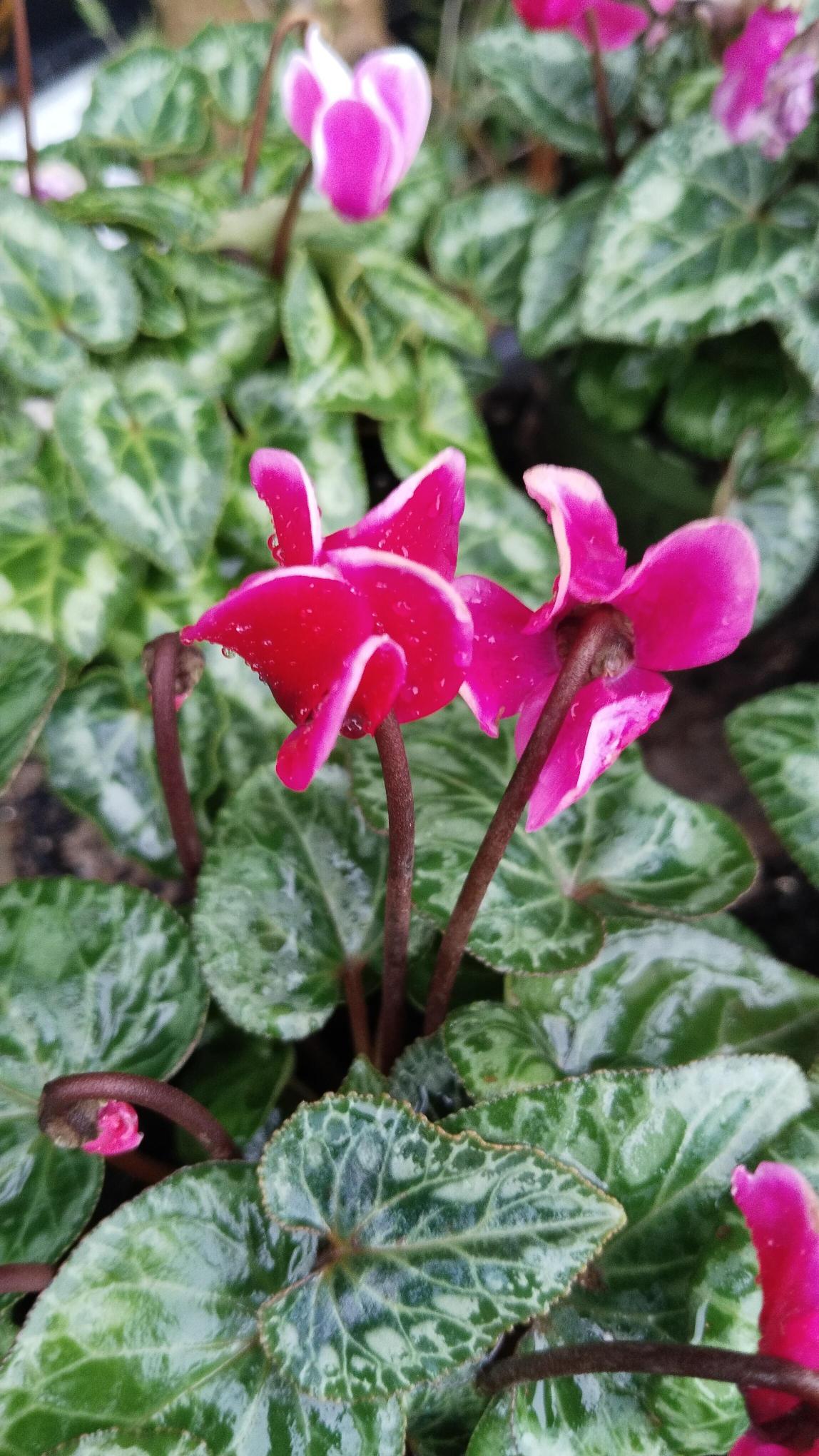 Sıklamen%20Çiçeği%20Saksıda%20-%20Cyclamen%20