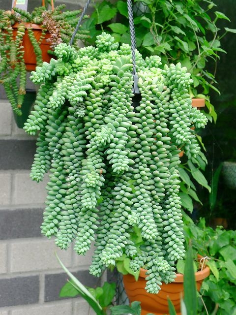 Sedum%20Morganianum%20Maymun%20Kuyruğu%20Sarkan%20Sukulent%20