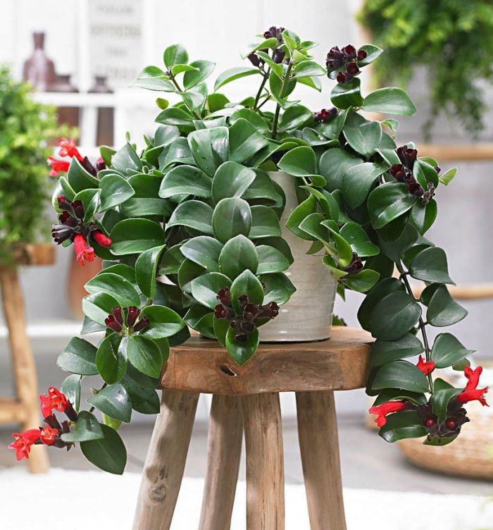 Ruj%20Çiçeği%20(Aeschynanthus)%20