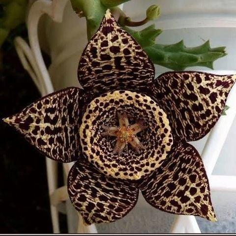 Leş Kaktüs (Stapelia) 5.5cm saksıda