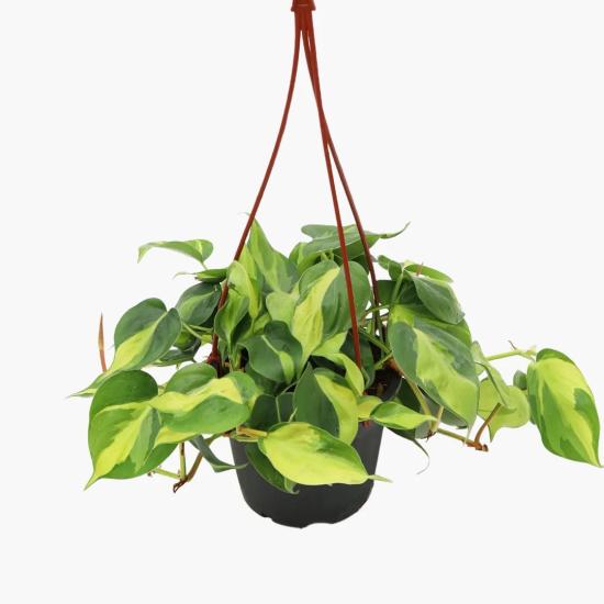  Salon Sarmaşığı-Philodendron Scandens Brasil