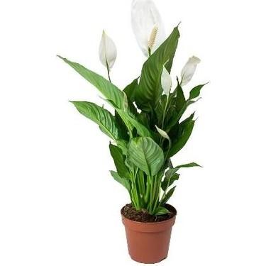 Beyaz yelken-barış çiçeği 12 cm saksı