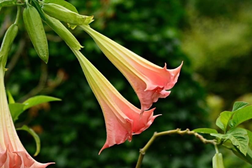 Angel Trumpet Çiçeği Meleklerin Borozanı Çiçeği