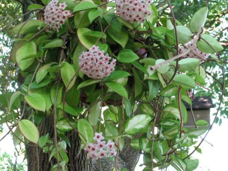 Mum Çiçeği - Hoya Carnosa pembe 