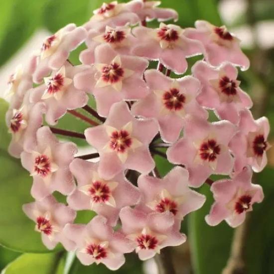 Mum Çiçeği - Hoya Carnosa -4 Dallı 