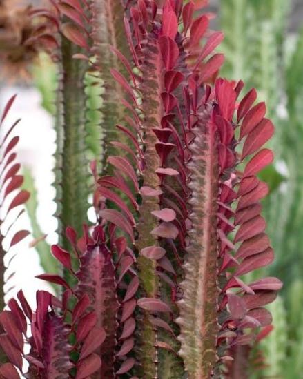 Euphorbia Trigona bordo (Süt Ağacı)50 -70 cm 