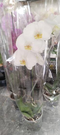 Canlı Orkide Çiçeği Fidesi 12cm Saksıda 