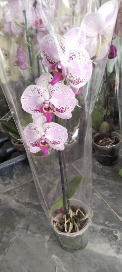Orkide Çiçeği -Benekli 