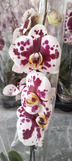 Canlı Orkide Çiçeği Fidesi Büyük Boy 