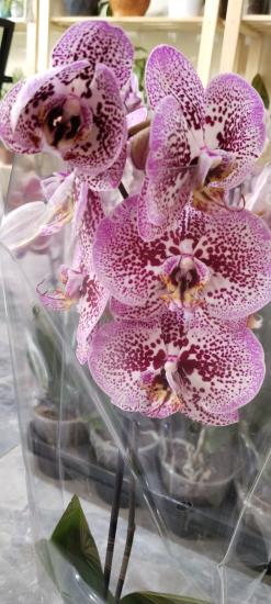 Canlı Orkide Çiçeği  Büyük Boy 12 Potluk Saksıda 