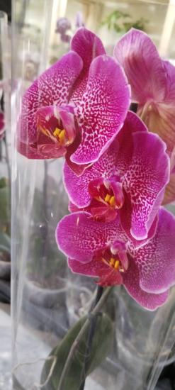 Canlı Orkide Çiçeği Fidesi Büyük Boy 12 Potluk Saksıda 