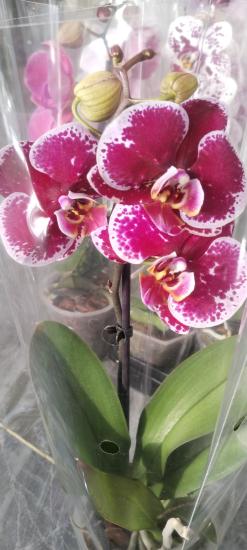 Canlı Orkide Çiçeği 