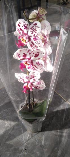 Canlı Orkide Çiçeği Benekli Özel 