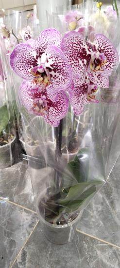 Canlı Orkide Çiçeği  Büyük Boy 12 Potluk Saksıda 