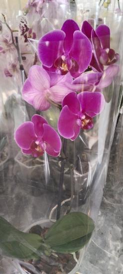 Canlı Orkide Çiçeğ Fidesi  12 potluk Saksıda