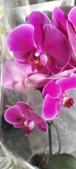 Canlı Orkide Çiçeğ Fidesi  12 potluk Saksıda