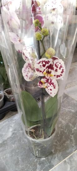 Canlı Orkide Çiçeğ Fidesi i Benekli Özel 12 pot