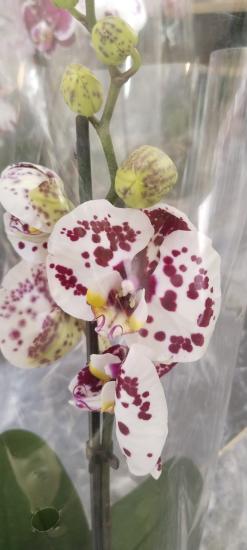 Canlı Orkide Çiçeğ Fidesi i Benekli Özel 12 pot