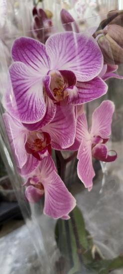 Canlı Orkide Çiçeği 