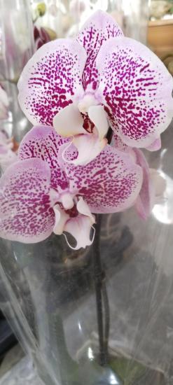 Orkide çiçeği fidesi 12potluk Saksıda 