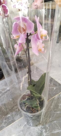 Canlı Orkide Çiçeği fidesi 12cm Saksıda.