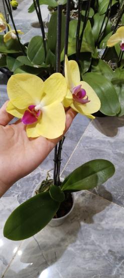 Canlı Orkide Çiçeği-3 Adet- Büyük Boy Sarı renk 