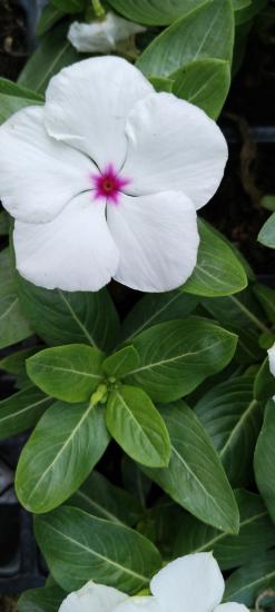 VVinca (Rozet - Pervane çiçeği) 30 ADET FİDE