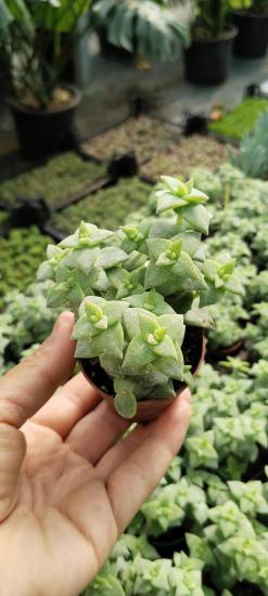 Crassula Perforato Sukulent (5.5 Luk Saksıda)