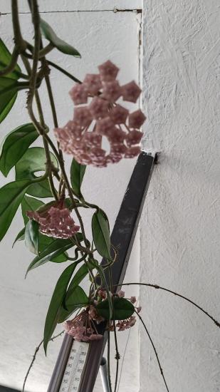 Mum Çiçeği ( Hoya Carnosa)12cm Saksıda 