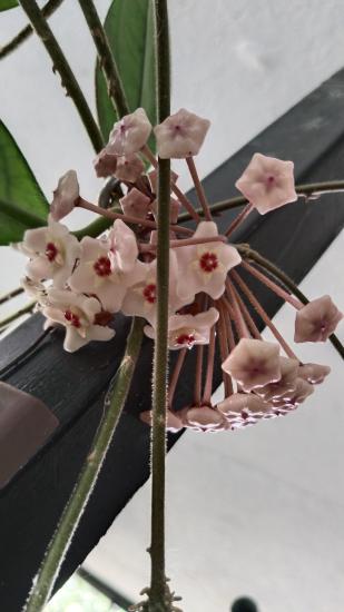 Mum Çiçeği ( Hoya Carnosa)