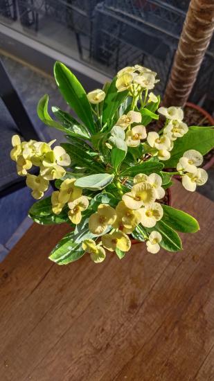Dikenler Tacı Çiçeği (Euphorbia milii) SARI