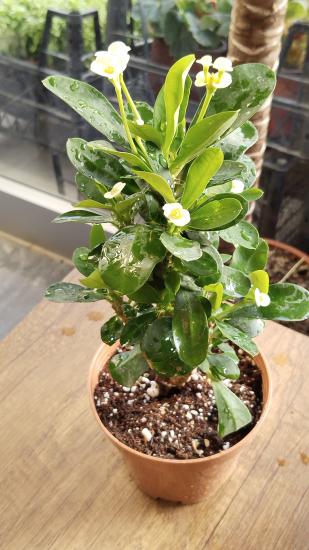 Dikenler Tacı Çiçeği Euphorbia milii