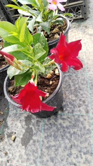 Mandavilla çiçeği-Sandavilla