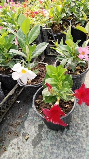 Mandavilla çiçeği-Sandavilla