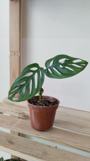 Monstera Monkey Delikli ithal 10cm Saksıda