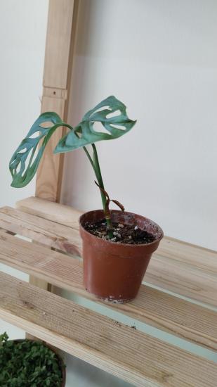 Monstera Monkey Delikli ithal 10cm Saksıda