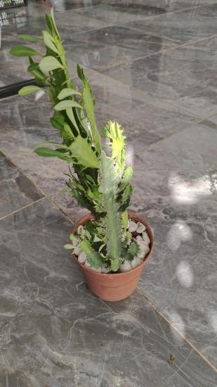 Euphorbia Trigona Rubra bordo (Süt Ağacı)40-50 cm