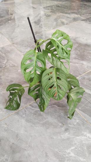 Monstera Adansonii-Monkey Mask-İthal büyükboy