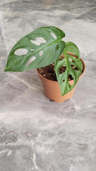 Monstera Monkey Delikli ithal 12cm Saksıda