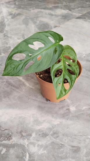 Monstera Monkey Delikli ithal 12cm Saksıda