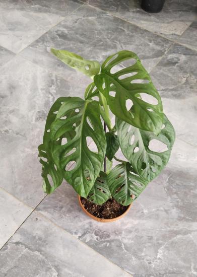 Monstera Adansonii-Monkey Mask-İthal