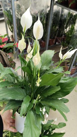 Barış -Yelken  Çiçeği Spathiphyllum 60-70cm