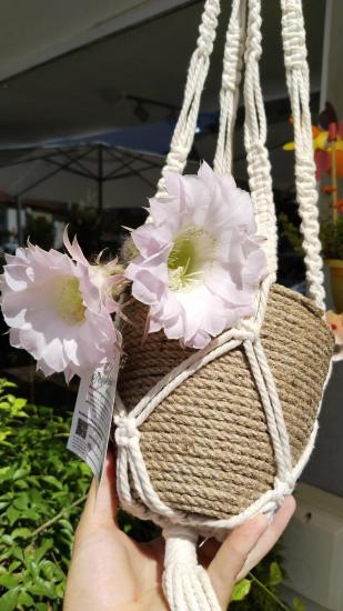 Kaynana Topuzu (Echinopsis Oxygona) 5.5.cm.Saksıda 